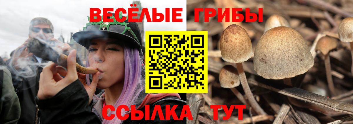 Псилоцибиновые грибы Psilocybine cubensis Хабаровск